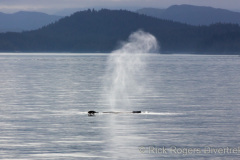 Exhaling Humpback whale on Stubb's Whale tour.