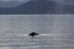 Humpback whale on Stubb's Whale tour, British Columbia.