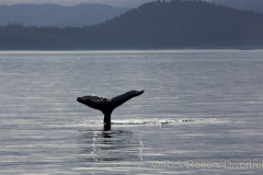 Hump back whale on Stubb's Whale tour.