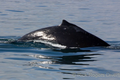 Humpback whale dorsal fin