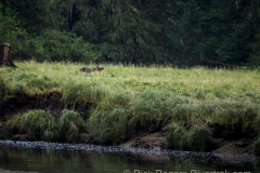 Tide_Rip_Tours_Grizzly_Bear Tide_Rip_Tours_Grizzly_Bear