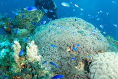 corals on the Unkai Maru