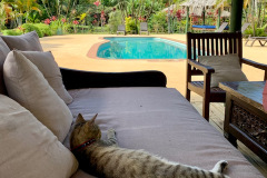 Bobo-at-Waidroka-Bay-Resort