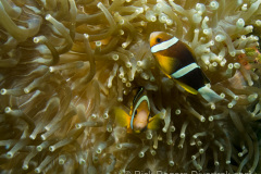 Yamagiri-Maru clownfish