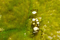 Yamagiri-Maru  Popcorn shrimp