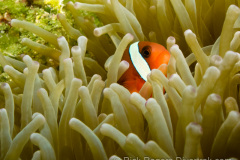Yamagiri-Maru clownfish