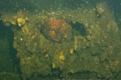 Yamagiri-Maru skull