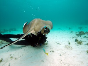 Stingray City, Grand Cayman Stingray City, Grand Cayman