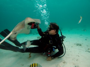 Stingray City, Grand Cayman Stingray City, Grand Cayman