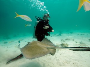 Stingray City, Grand Cayman Stingray City, Grand Cayman