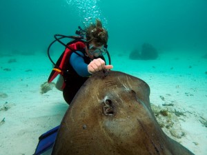 Stingray City, Grand Cayman Stingray City, Grand Cayman