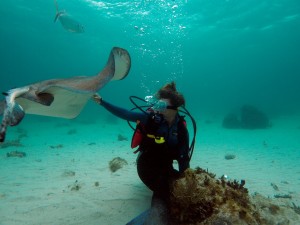 Stingray City, Grand Cayman Stingray City, Grand Cayman