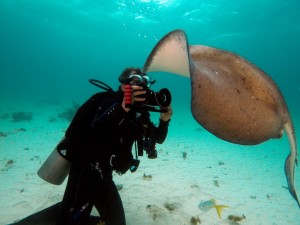 Stingray City, Grand Cayman Stingray City, Grand Cayman