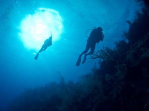 diving the Grand Turk Wall at "Fishbowl" diving the Grand Turk Wall at "Fishbowl"