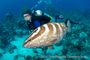 Diving Grand Turk