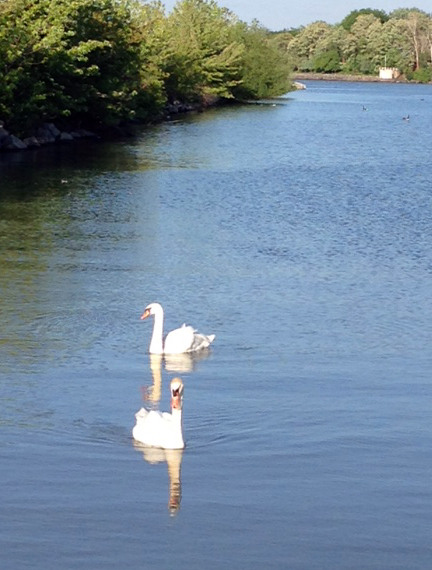 Mute swans at Port Dalhousie, Ontario.