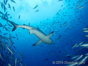 Grey Reef shark in Fakarava south pass.
