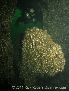 Propeller of the Glendora shipwreck.