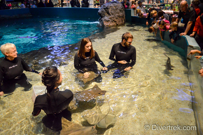Bonnethead shark at Stingray experience Ripley's Aquarium Toronto.