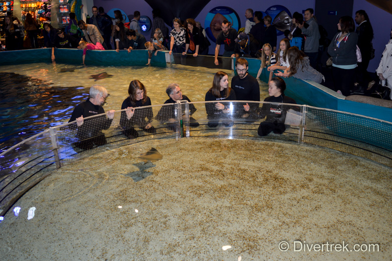 The isolation tank- these baby rays will be kept separate until they get bigger. Note one of them had their tail chewed off by a fish when it was born in the tank.