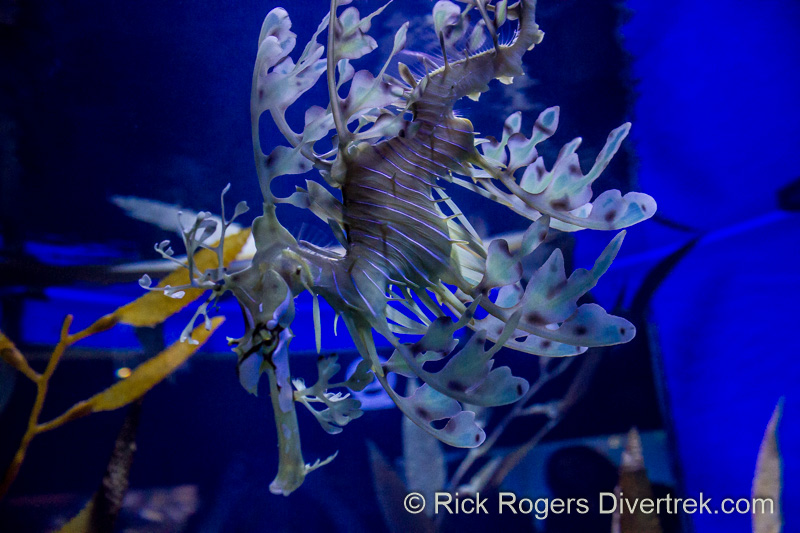 Leafy seadragon at Ripley's aquarium Canada.