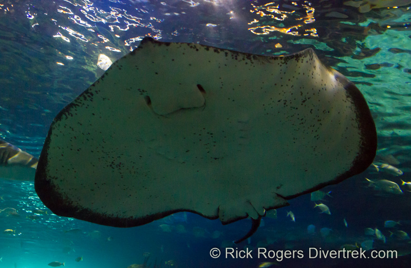 Southern Stingray at Ripley's Aquarium Canada.