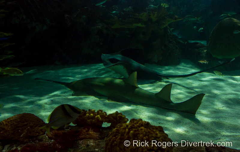 Sawtooth sahrk and Southern Stingray at Ripley's Aquarium Canada.