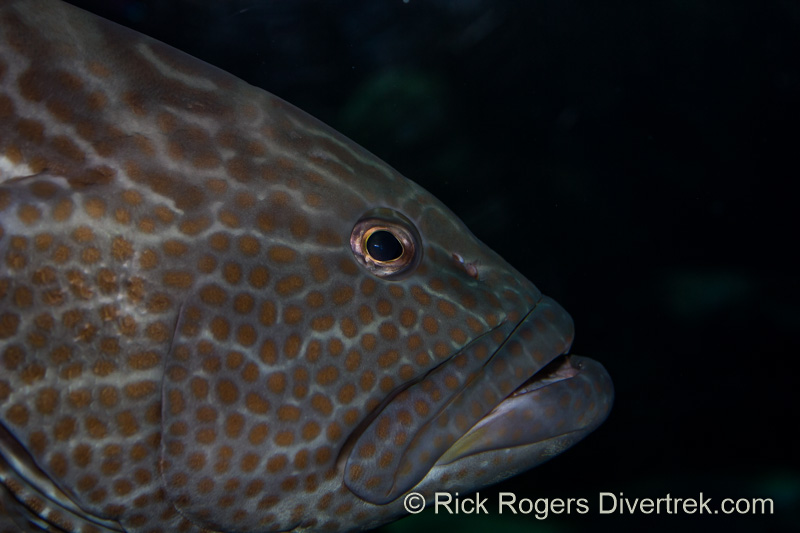 Grouper at Ripley's aquarium Canada.