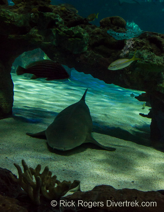 Nurse shark at Ripley's Aquarium Canada.