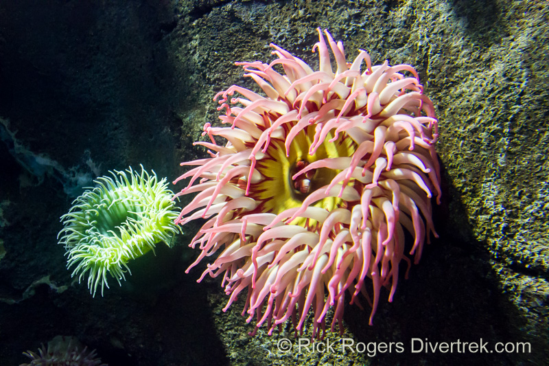 Anenome at Ripley's aquarium Canada.