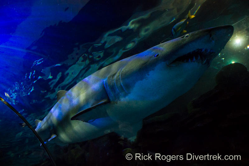 Sand Tiger at Ripley's aquarium, Toronto.