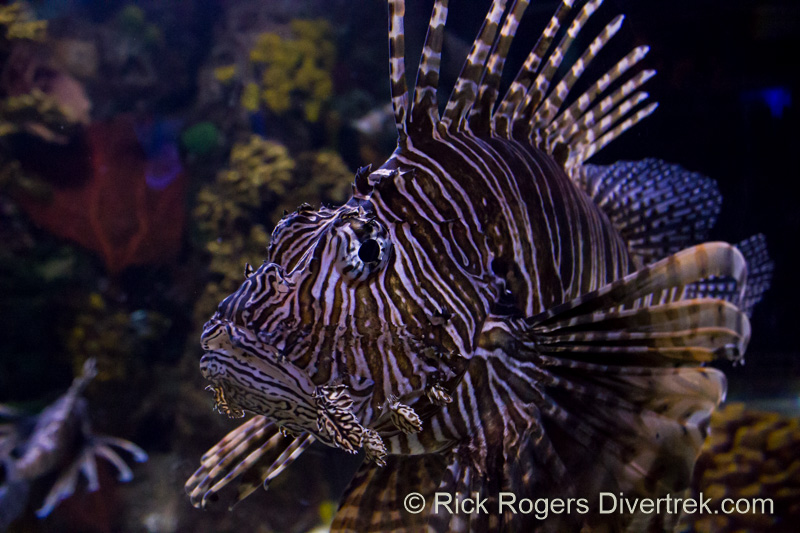 Lionfish at Ripley's aquarium Canada.