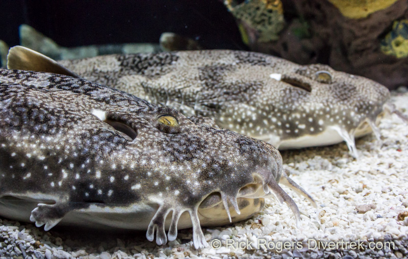Wobbegong shark at Ripley's aquarium Canada.