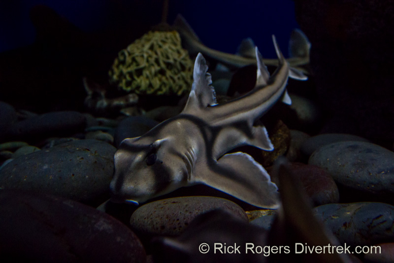 Port Jackson shark at Ripley's AquariumToronto