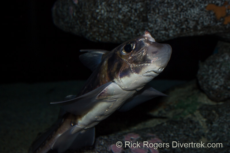 Spotted ratfish at Ripley's aquarium Canada.