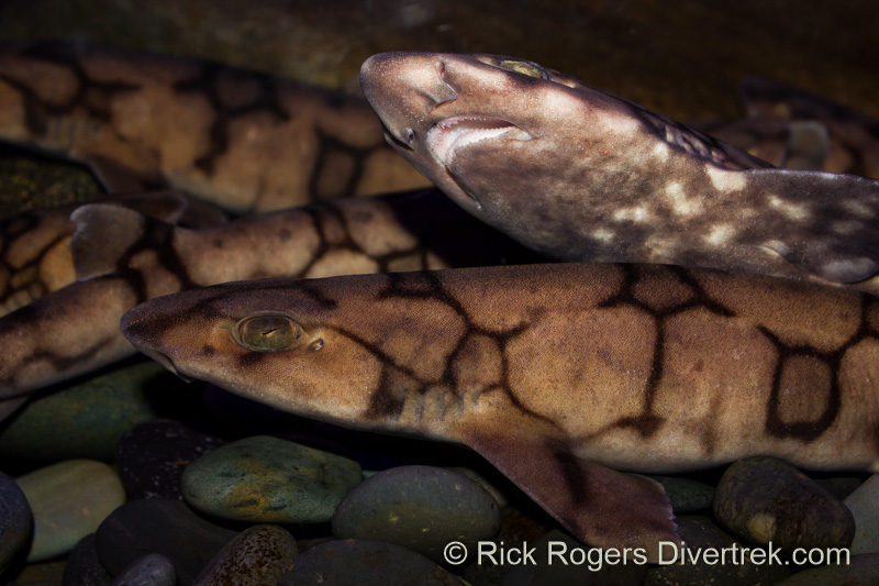 Chain dogfish at Ripley's aquarium Canada.