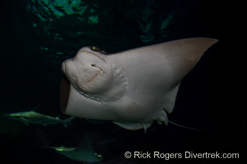 Cownose Stingray at Ripley's Aquarium Toronto.