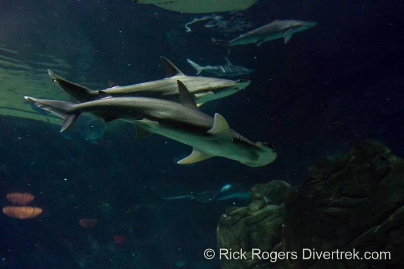 Bonnethead sharks at Ripley's aquarium Canada.