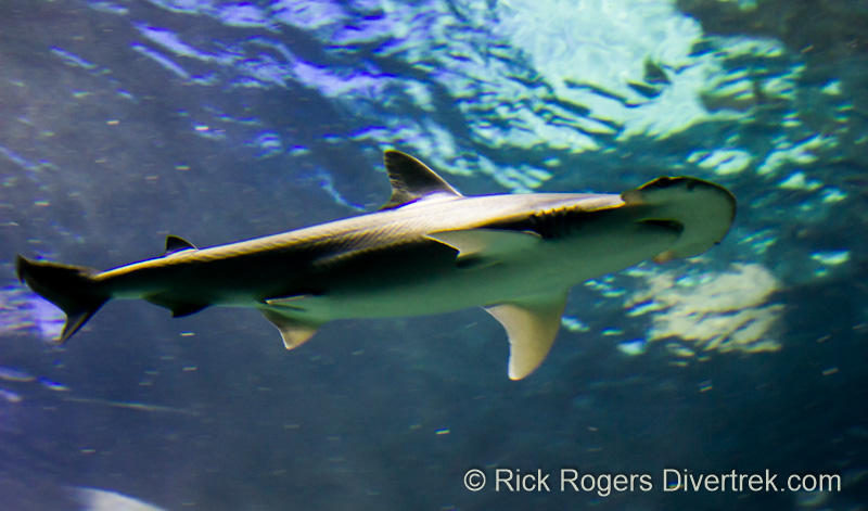 Bonnethead shark at Ripley's aquarium Canada.