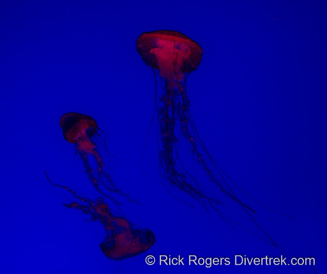 Jellyfish at Ripley's aquarium Canada.