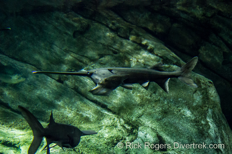 Paddlefish at Ripley's aquarium Canada.
