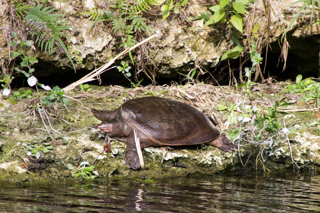 Virgil the softshell turtle at Blue Grotto divepark, Florida.