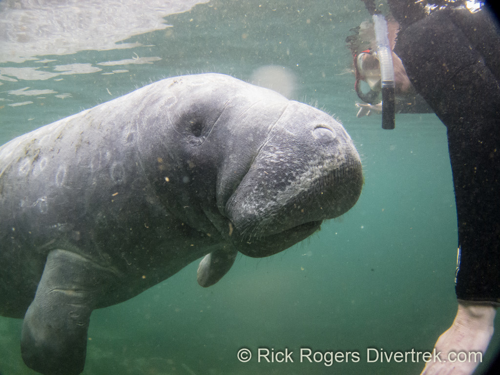 Manatee at cyrstal River