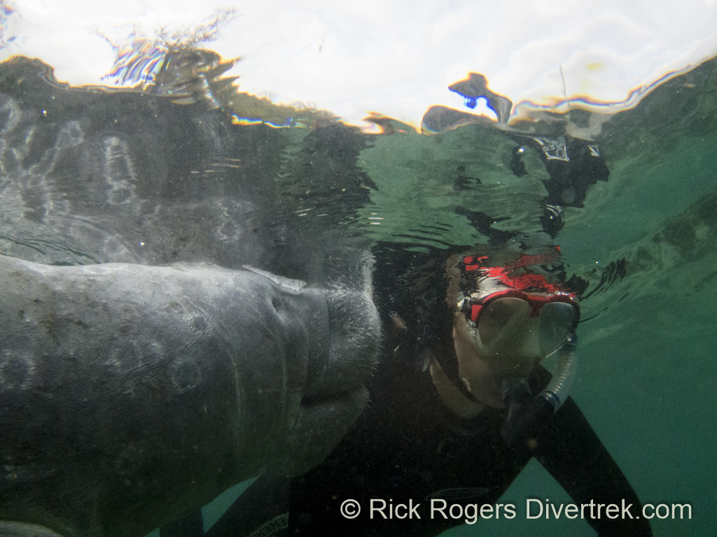 Manatee at 3 sisters.