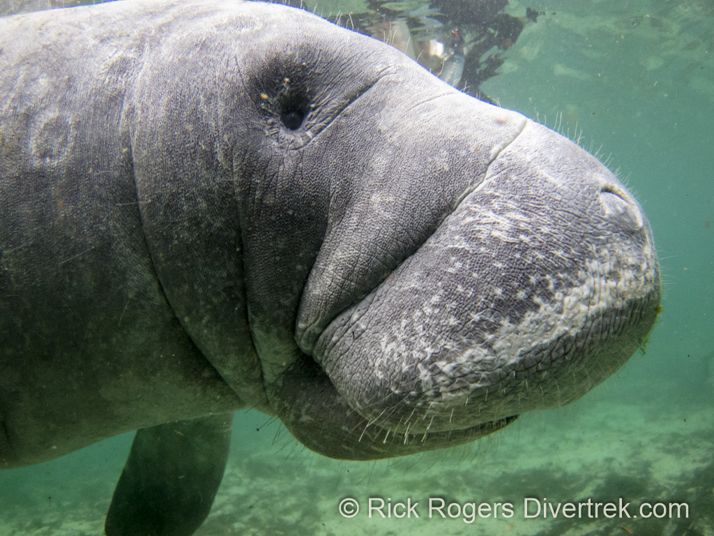 Manatee at 3 sisters springs.