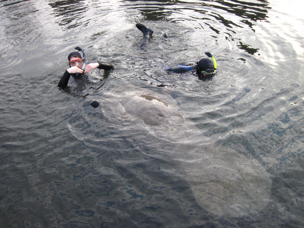 Manatee harassment at Crystal River