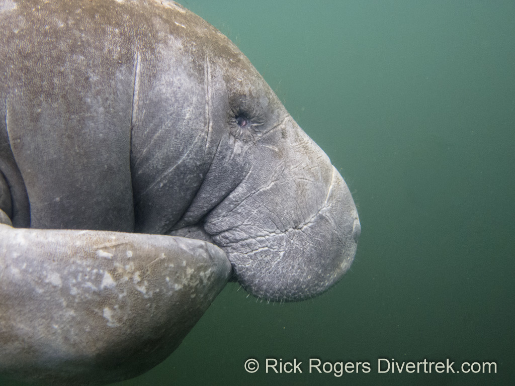 Manatee at Homosassa.