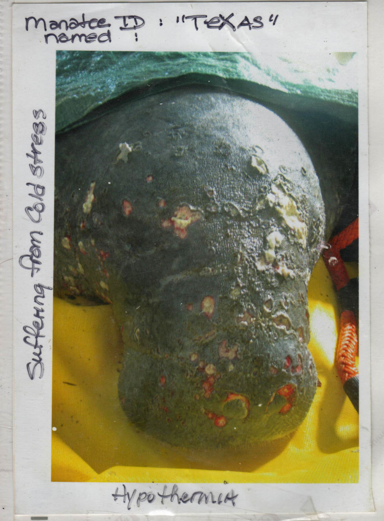 Manatee with severe cold-stress hypothermia.