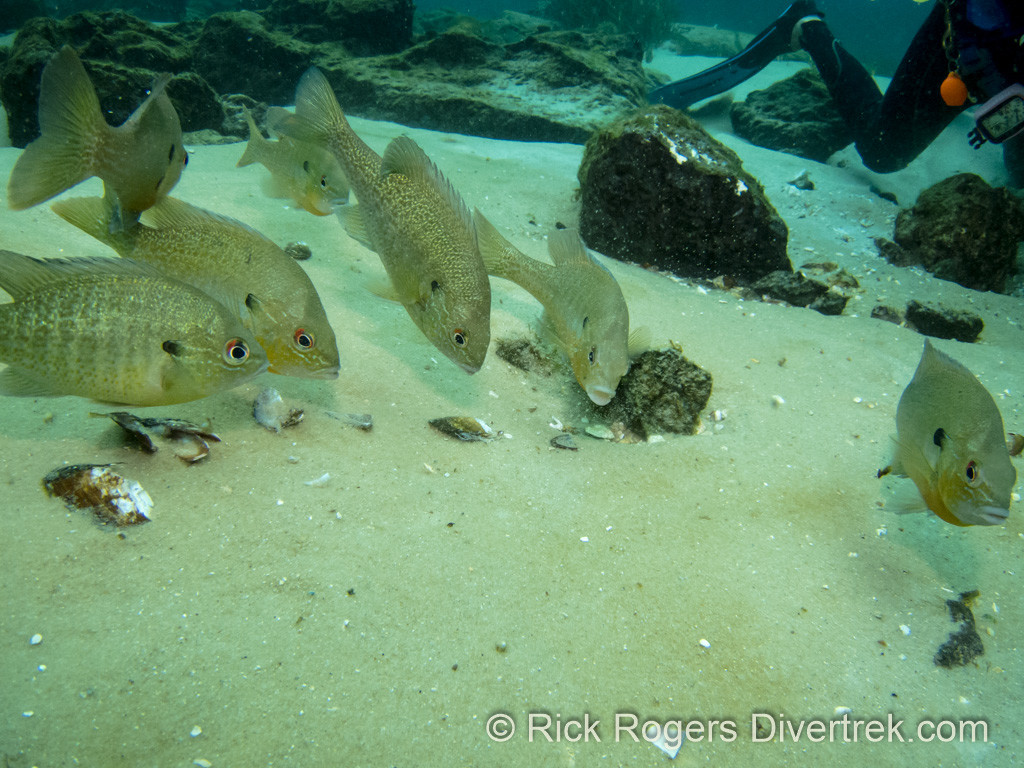 Blue gills in Rainbow river, Florida.