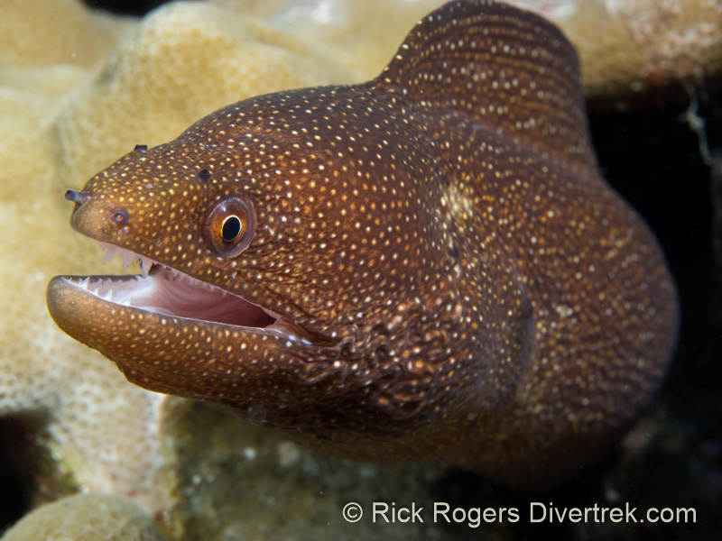 Whitemouth Moray.